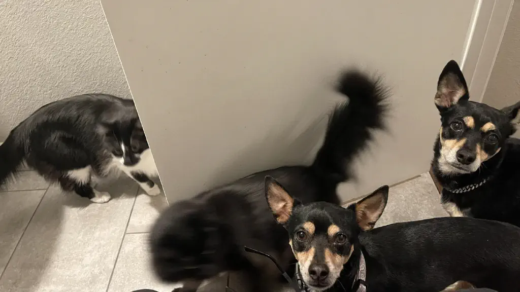Dogs staring at you intently and cats wandering around curiously, as seen from the vantage point of the toilet seat. 