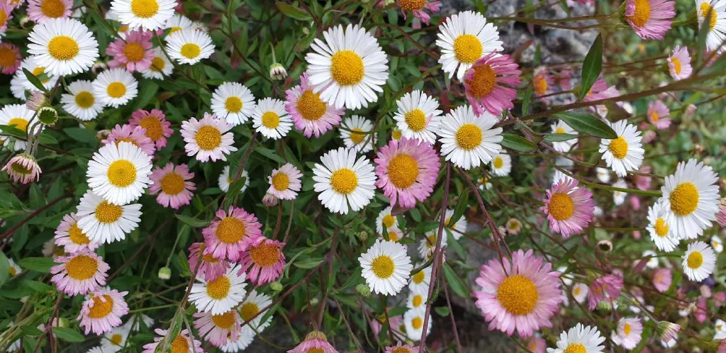 small round flowers, each pink or white