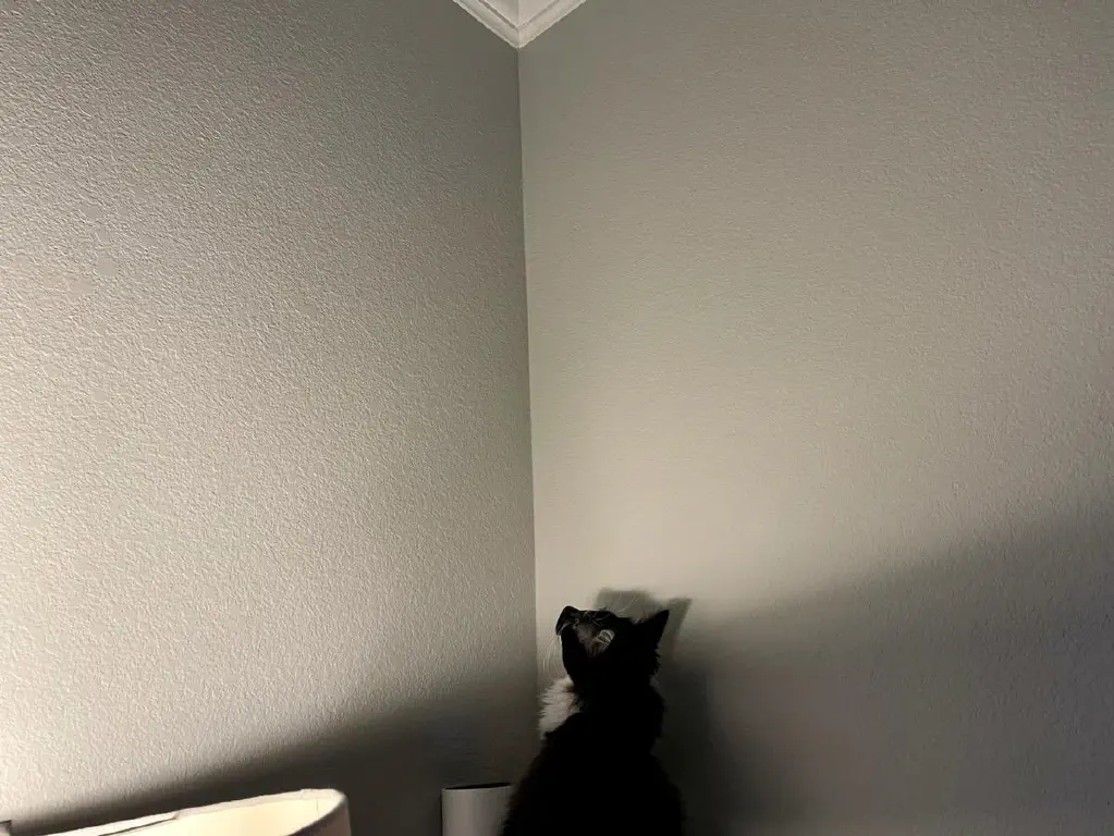 Kitten staring up at empty corner of ceiling 