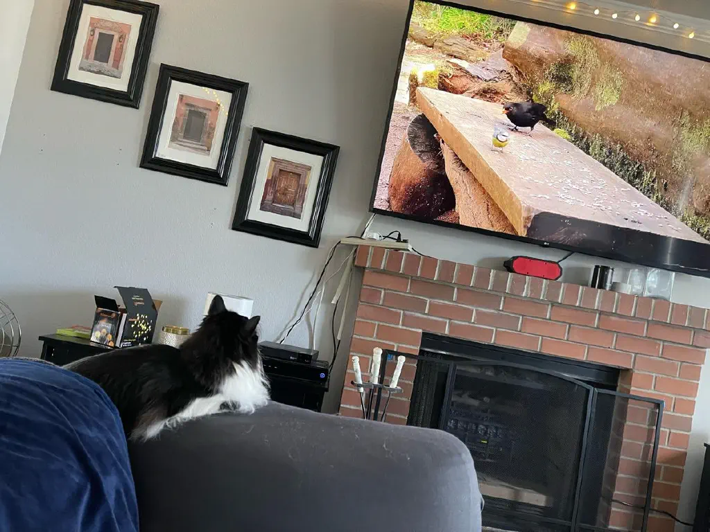 A cat intently watches a bird cavorting on TV.