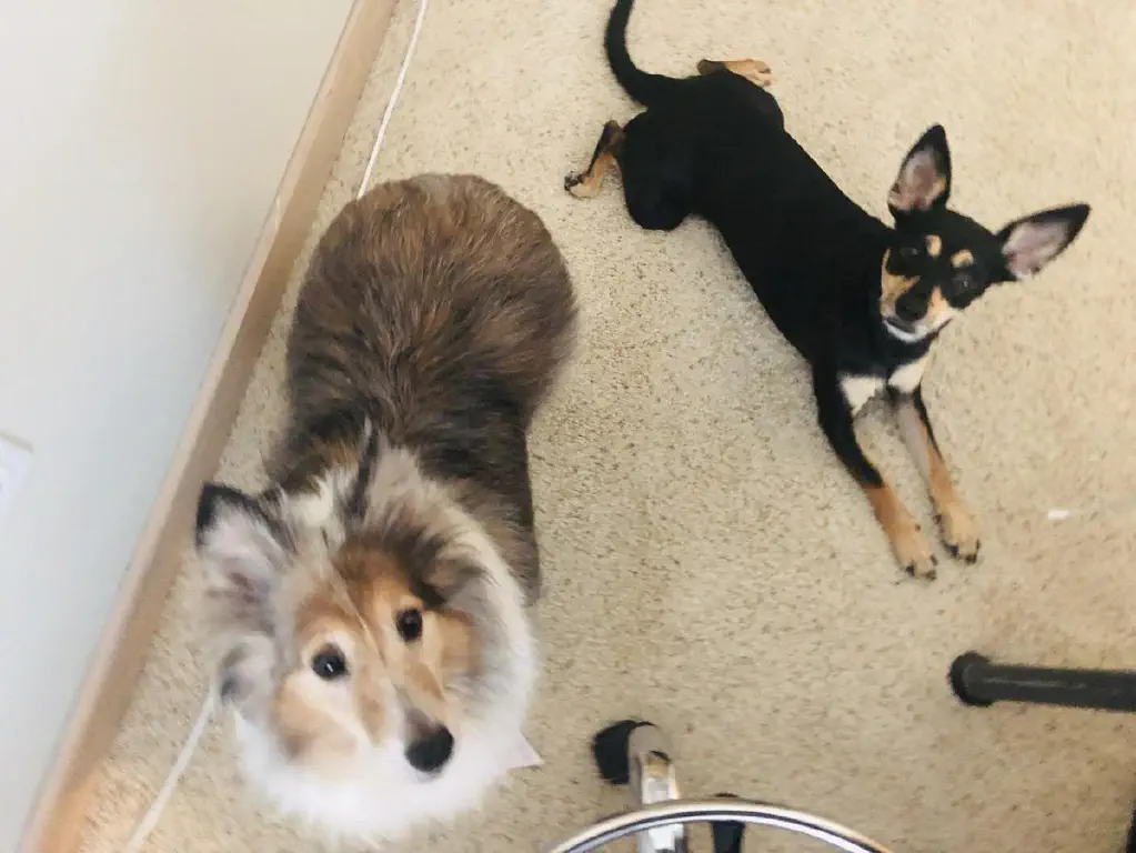 Innocent dogs