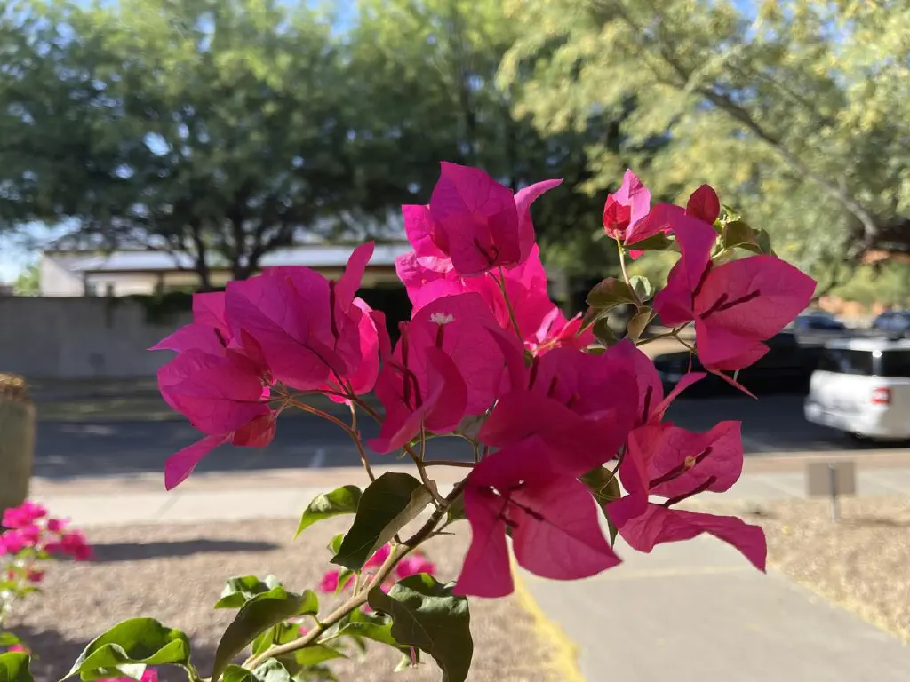 Purple flowers