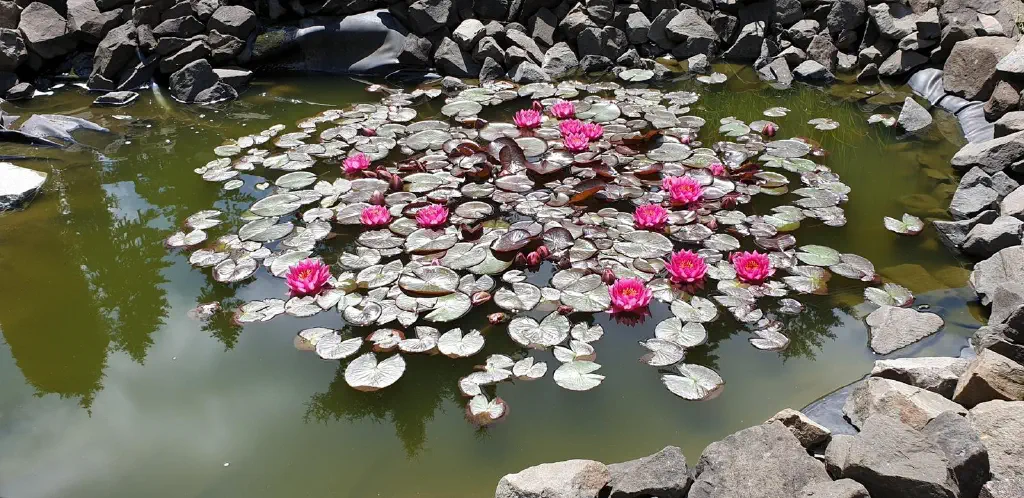 water lilies