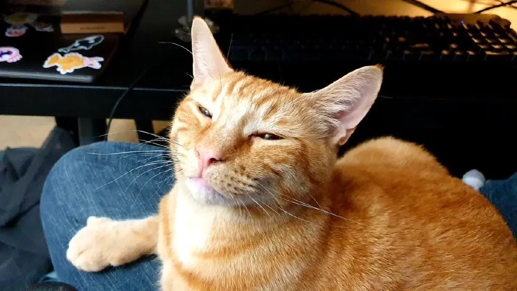 Contented orange cat