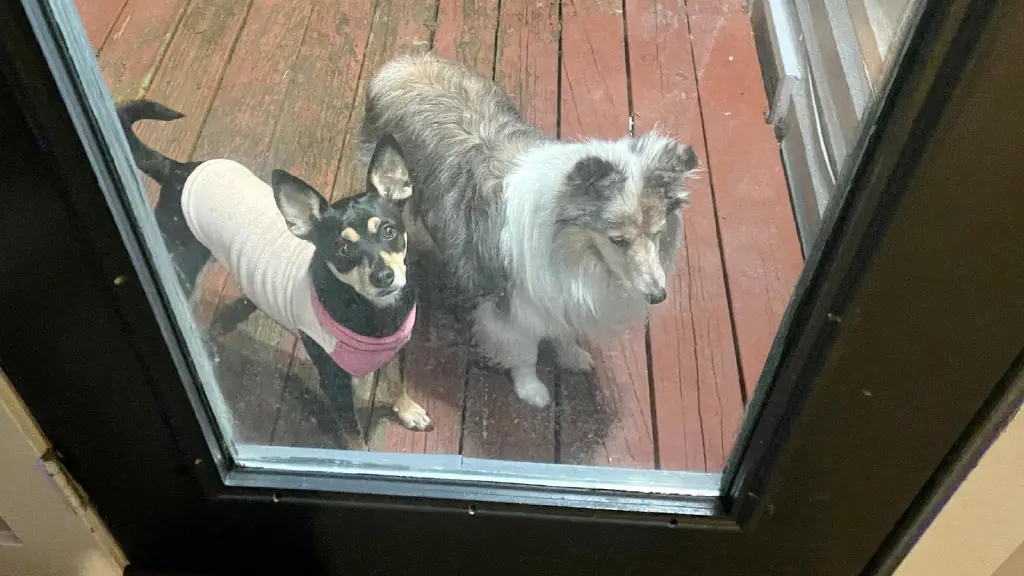 Small dogs outside a door waiting expectantly for it to open. 