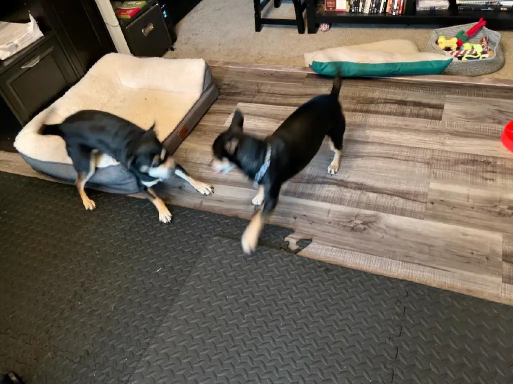 Blurry photo of two black chihuahua mix dogs playing enthusiastically.