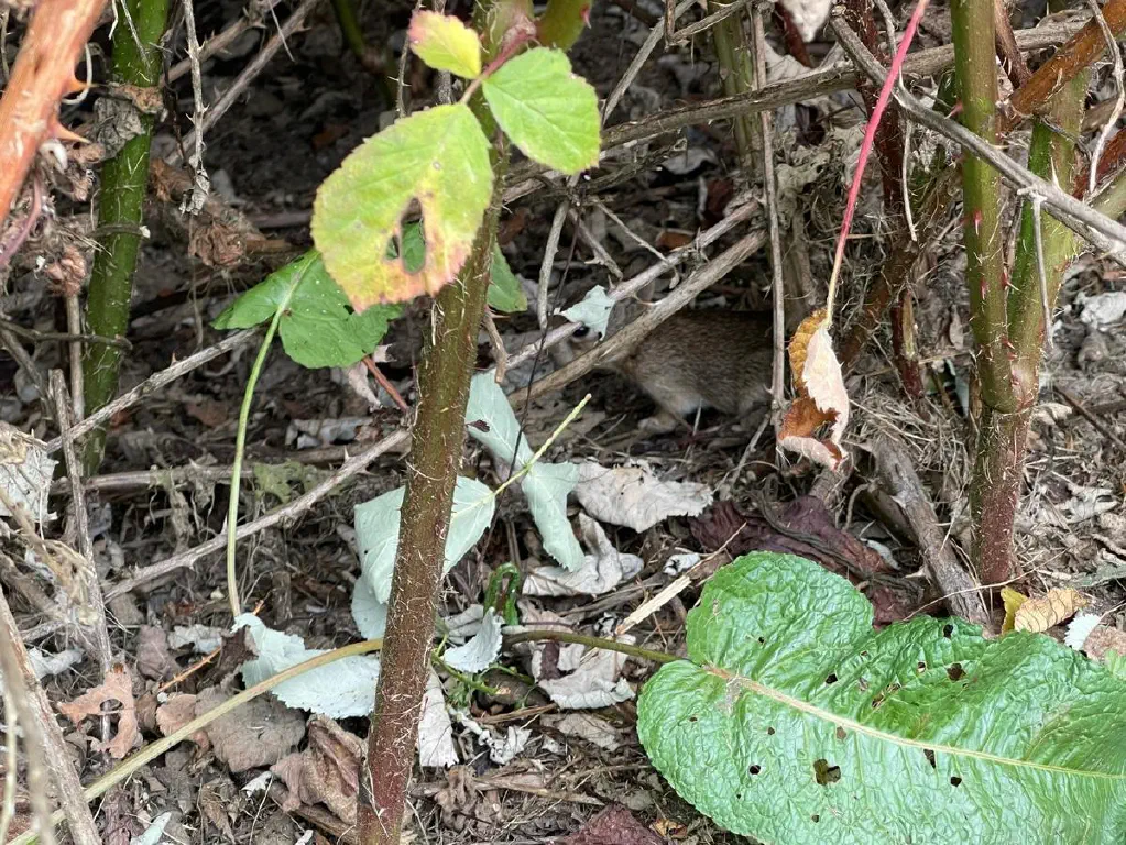 Tiny baby bunny already blending in to the brambles as tentatively hops away