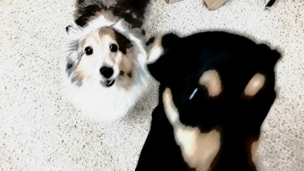 Dogs looking up at camera