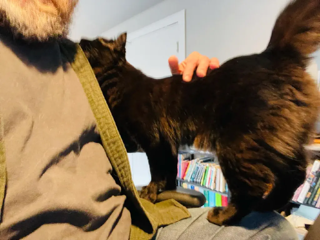 Black kitty rubbing up on my shoulder