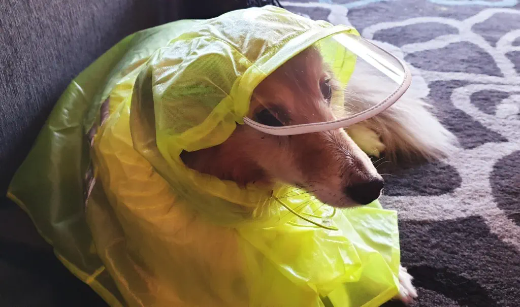 Dog in raincoat looks askance at camera