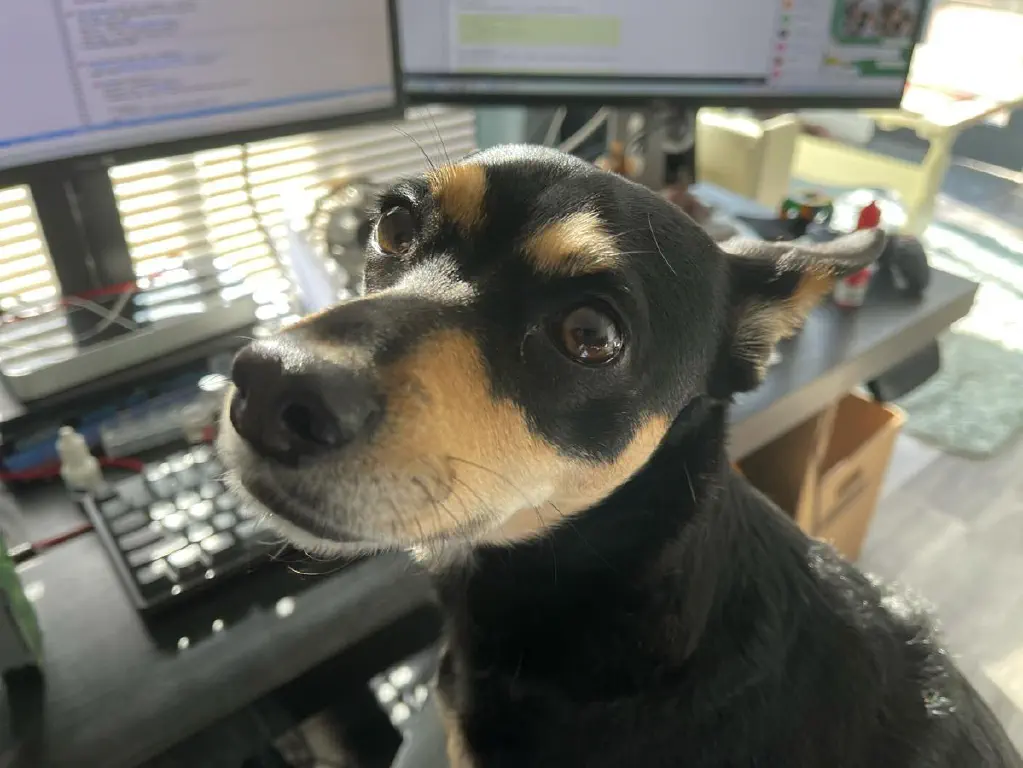 Close up of same dog now happily sitting on my lap; computer screens with work I should be doing in background 