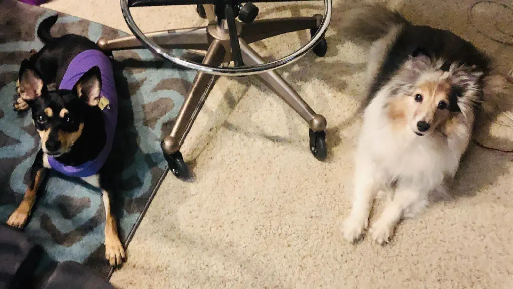 Small dogs perched and looking expectantly at viewer