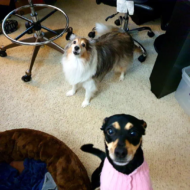 Antsy dogs