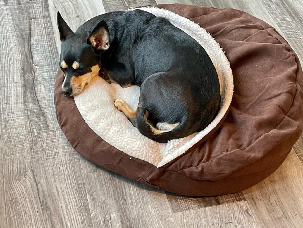 Cute small black dog curled up and napping