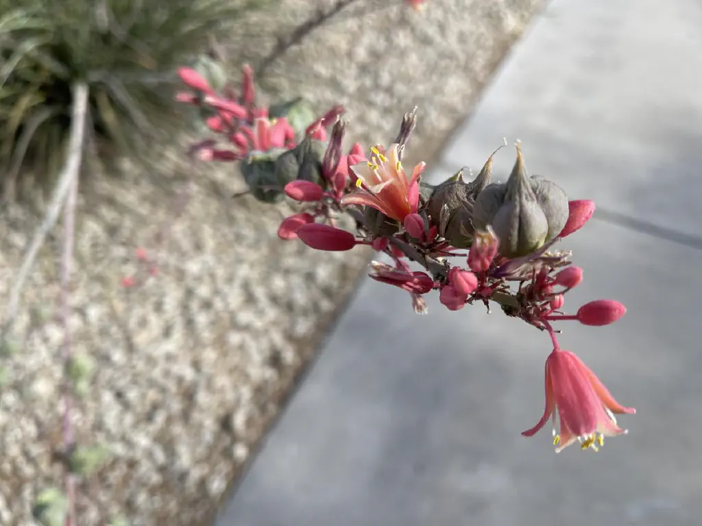 Small pinkish red bell shaped flowers blooming from a stem