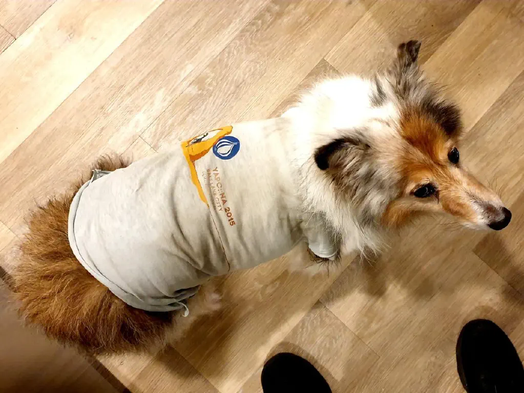 Dog wearing t shirt