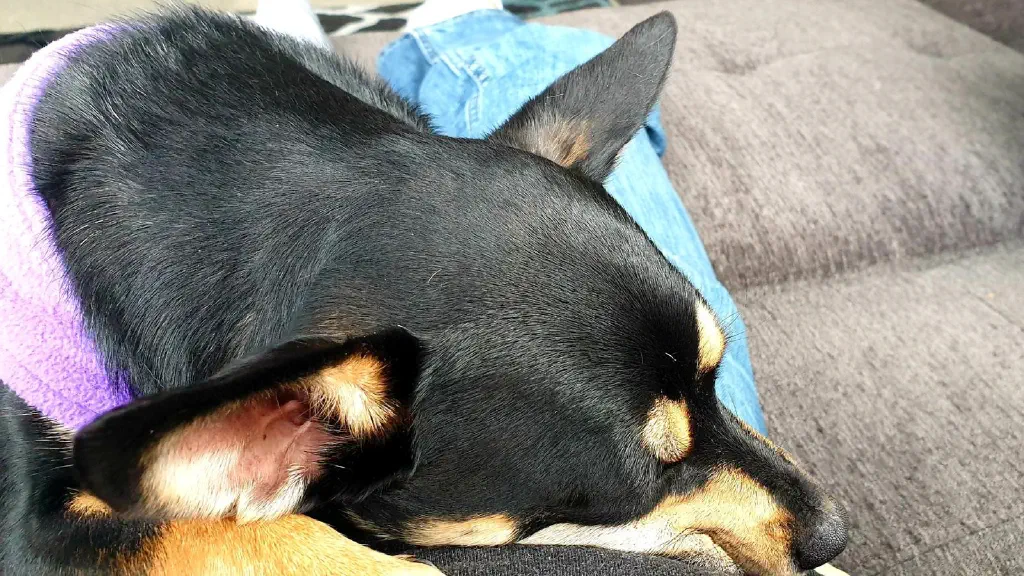 Chihuahua/terrier dog sleeping on my stomach