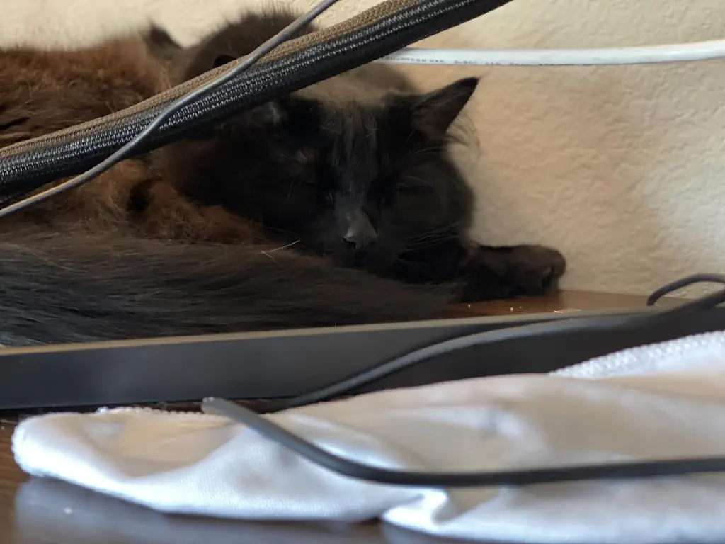 Black cat curled up and napping comfortably in his spot behind the computer monitor