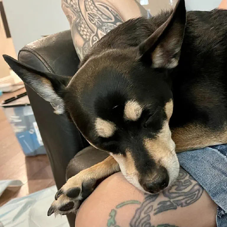 The very tired black chihuahua mix dog is asleep in a lap