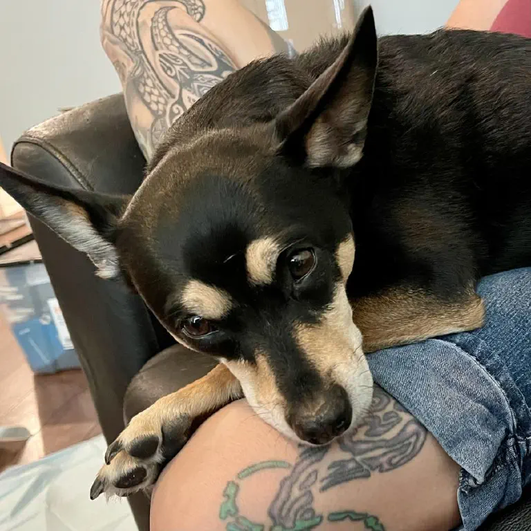 a very tired black chihuahua mix dog looks up from the lap she is resting on