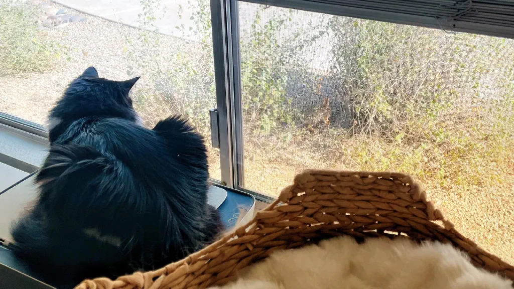 A cat looking out the window at a small brown rabbit, blending in between two bushes