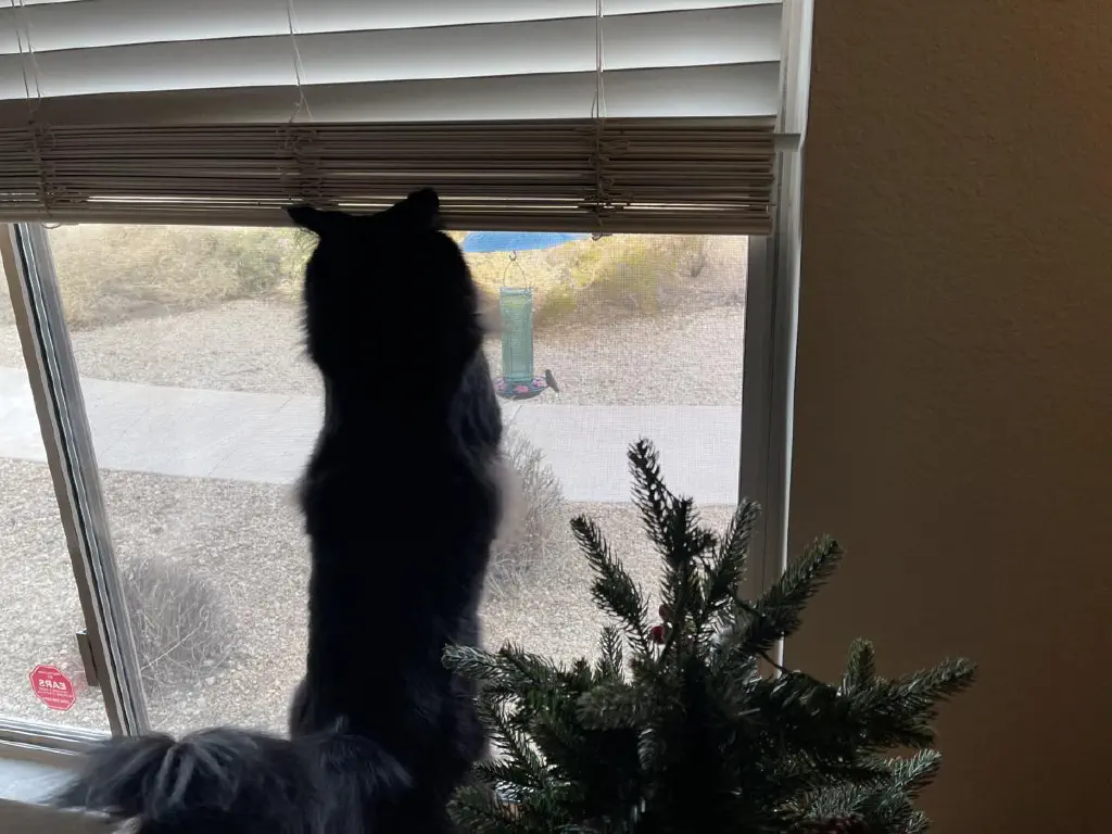 Annoyed black cat pawing furiously at the window while a hummingbird rests nonchalantly on a bird feeder just outside