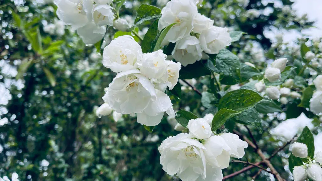 White flowers on a tree branch