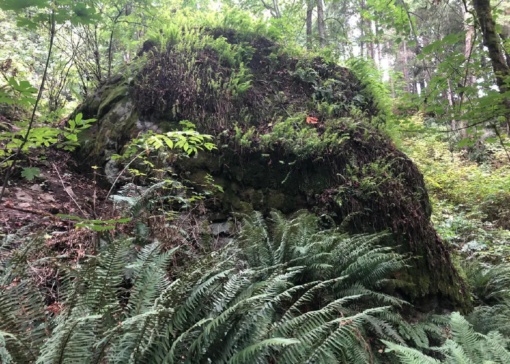 Fantastic Erratic, an extremely large ross covered in moss and ferns