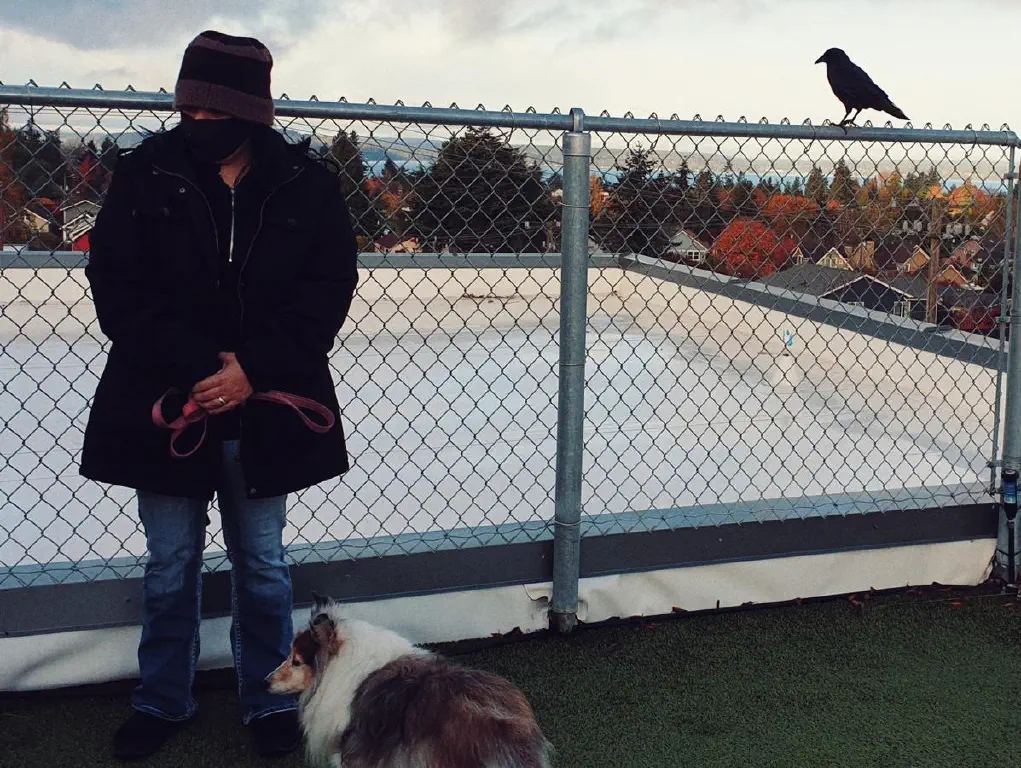 A crow, a sheltie dog, and a bundled-up human all look in the same direction off-camera