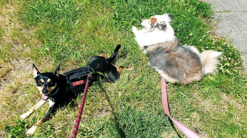 Two small dogs lounging on the grass.