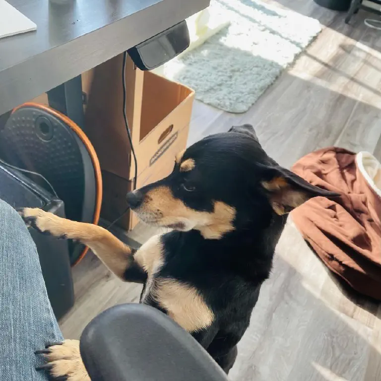 Small black dog standing with paws on my lap, looking at my lap