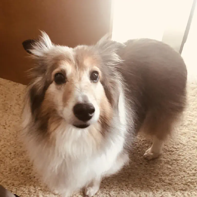 older Sheltie dog looking at camera