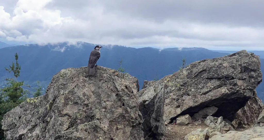 A photogenic gray jay posing — right before stealing my cracker!