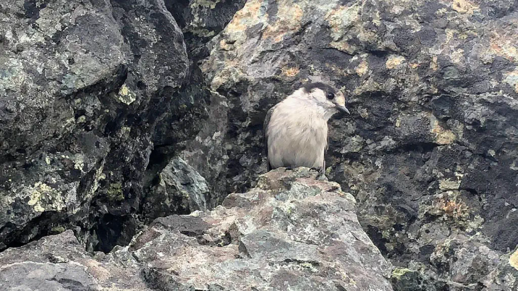 Gray jay against rocks