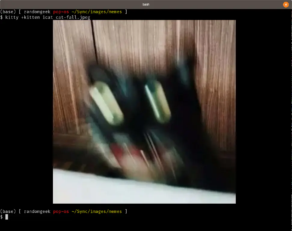 classic cat pics in the terminal!
