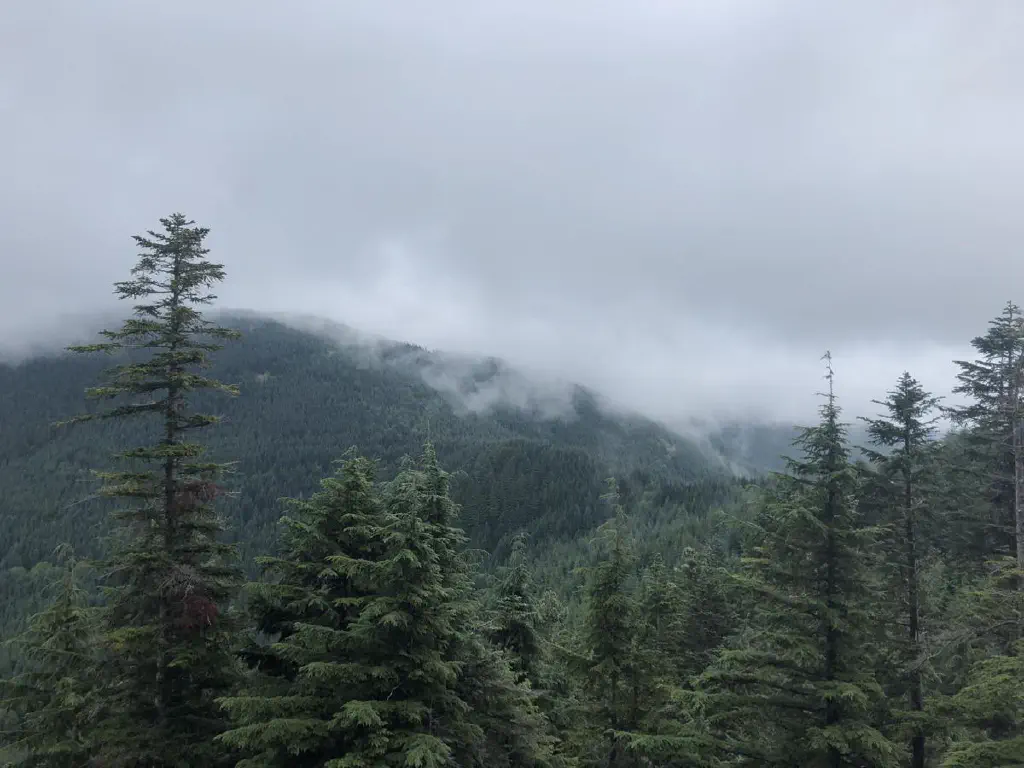 treetops seen from above