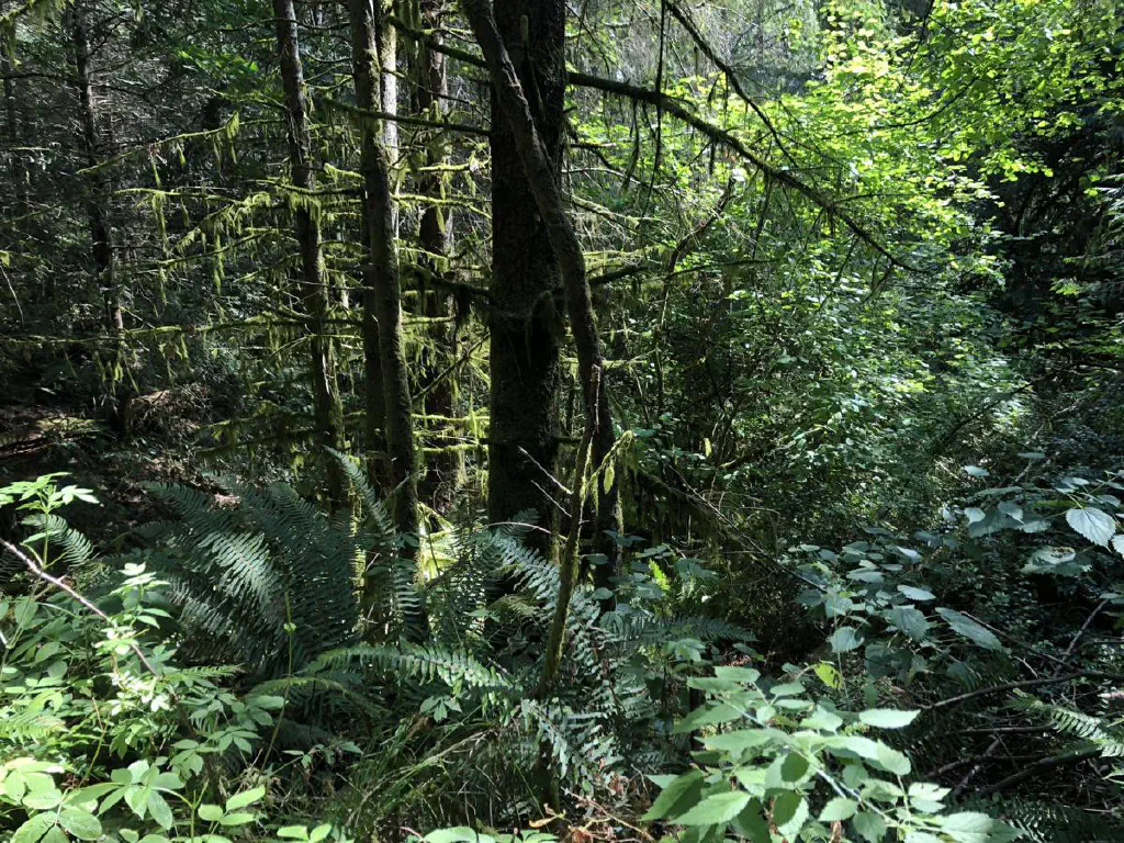 Mossy trees and undergrowth