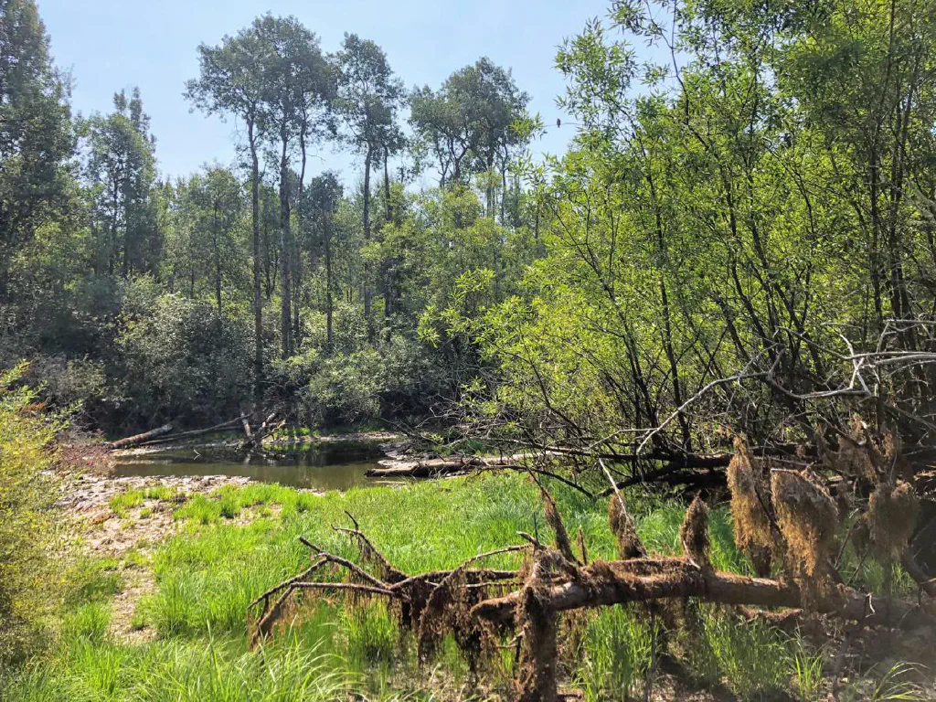 The southern bit of Mukai Pond