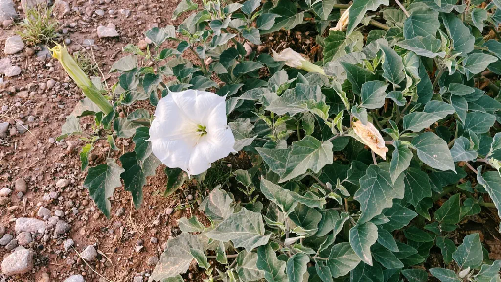 sacred datura i n bloom
