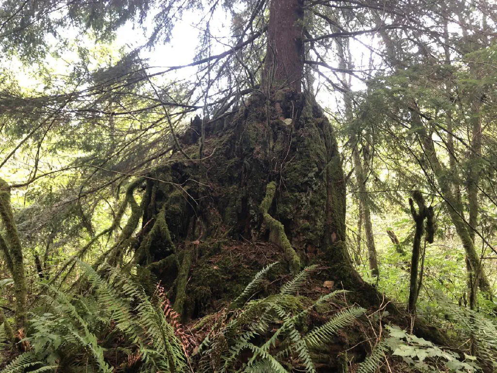 Tree growing from stump