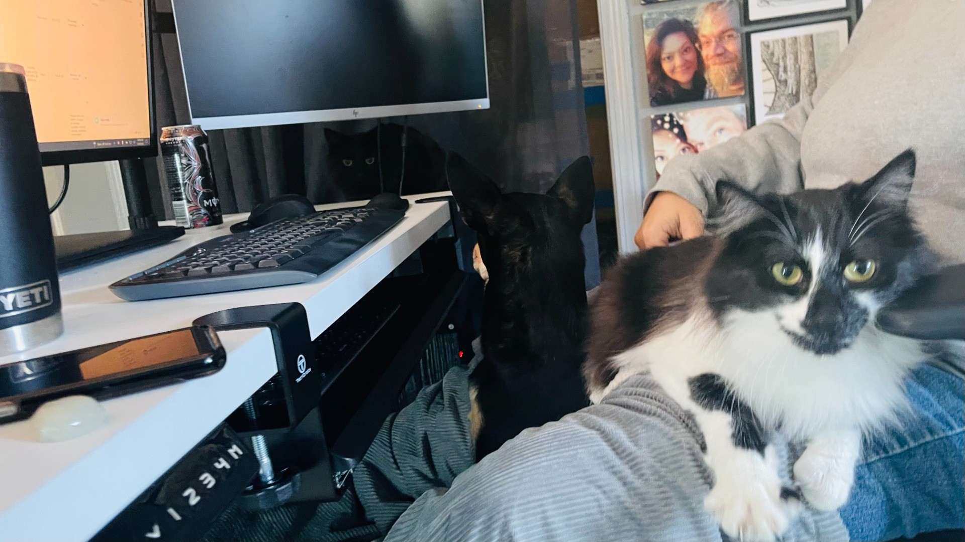 Smallish dog and cozy cat sitting in a lap. Dog is looking backwards at another cat who is mostly observing the scene