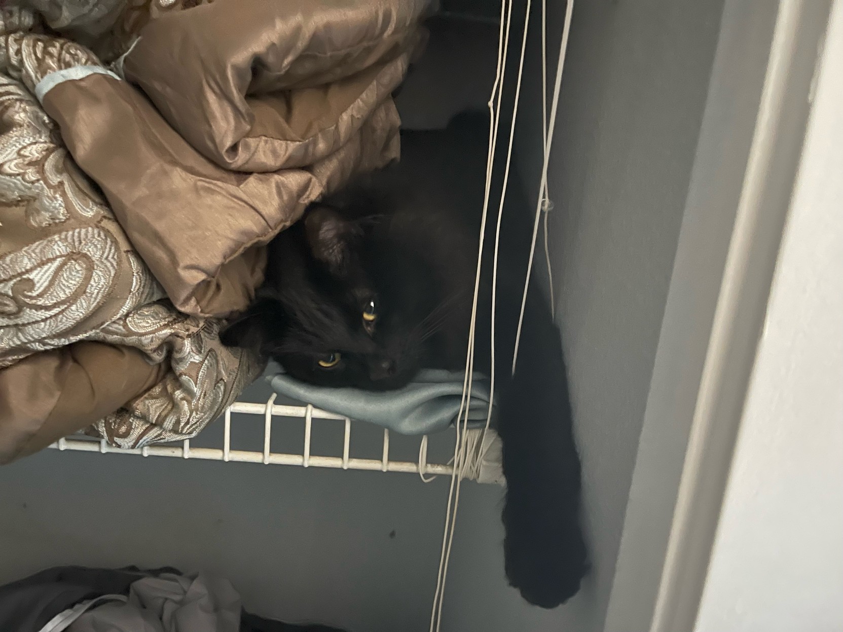 Cat resting in closet shelf between wall and a folded comforter