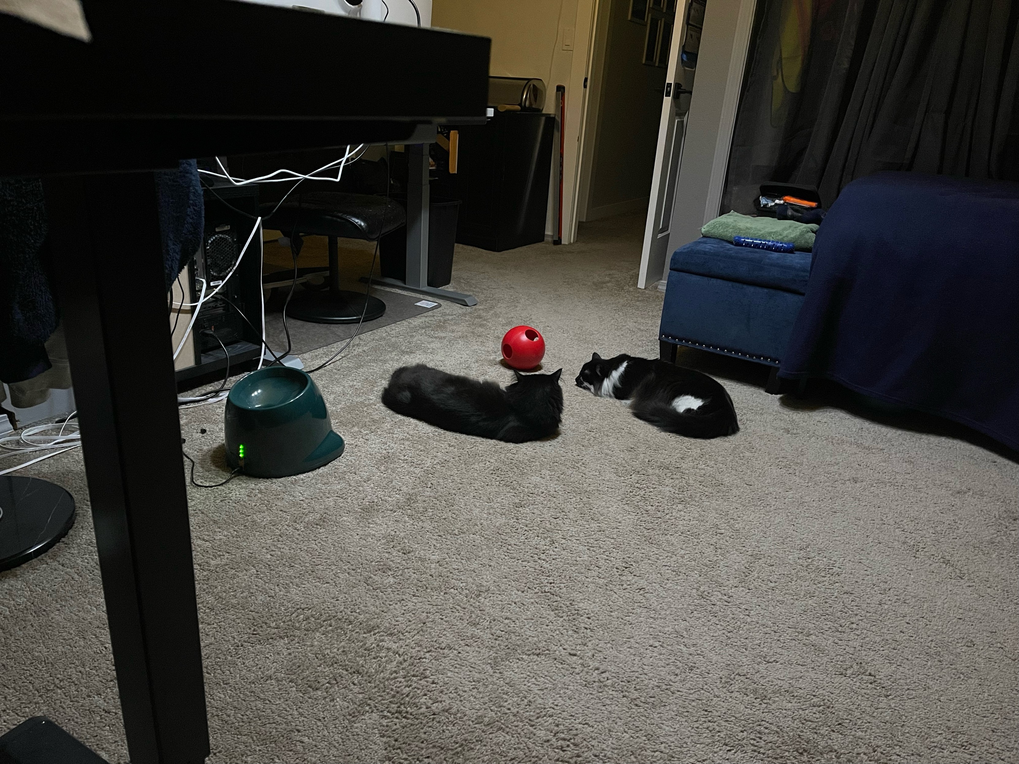 Two cats laying near a large plastic ball. One cat sleeps while the other seems to be observing the ball. 