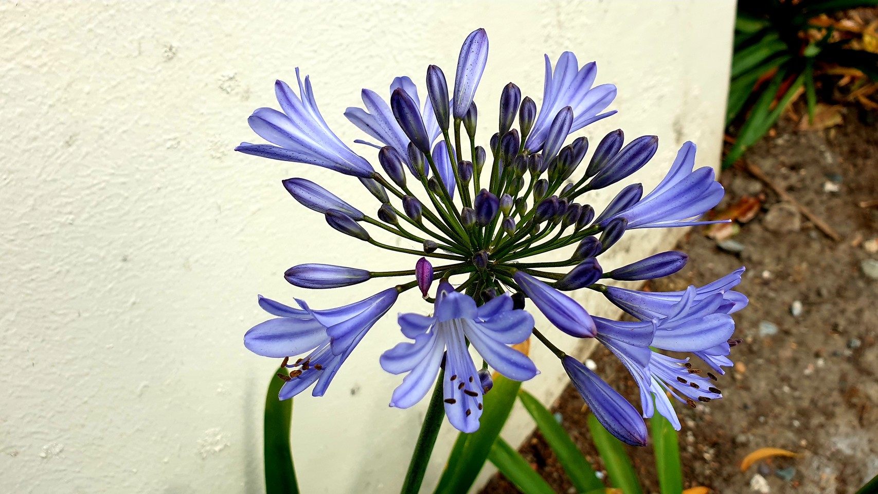Purple flower