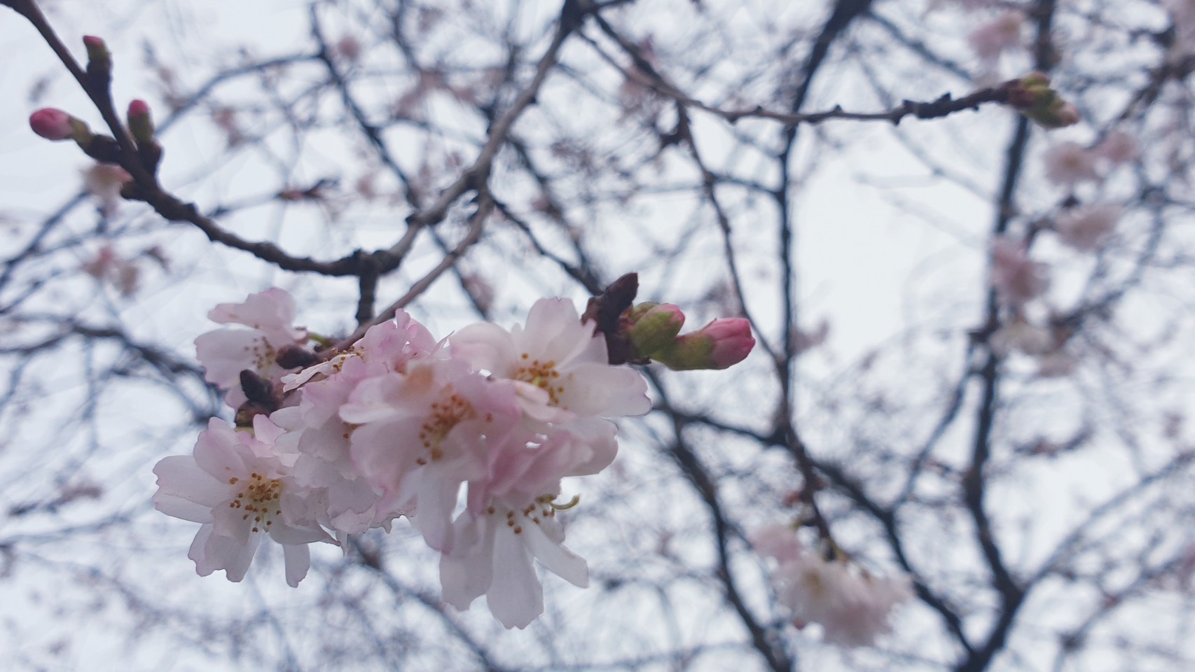 Cherry blossoms