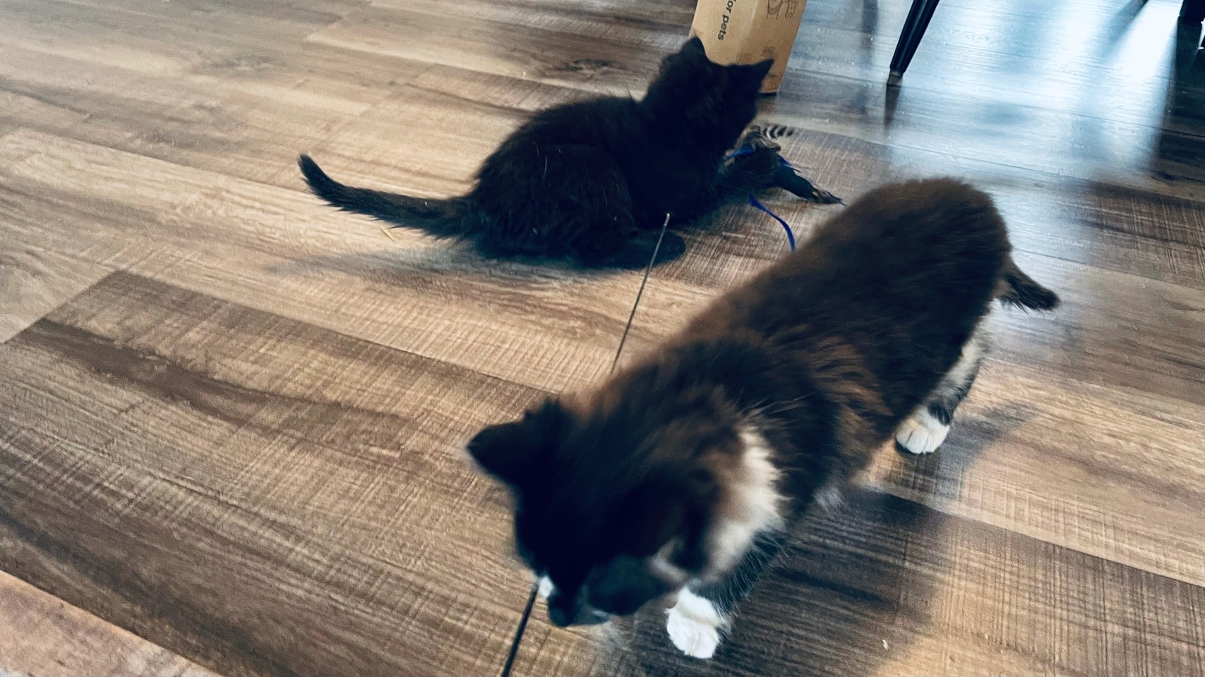 Kittens playing with a feather on a stick, with one coming towards the hand holding it