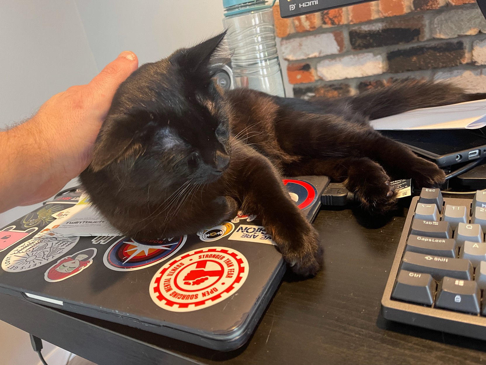 Contented black kitty getting ear skritches while lying on a closed laptop on the desk. 