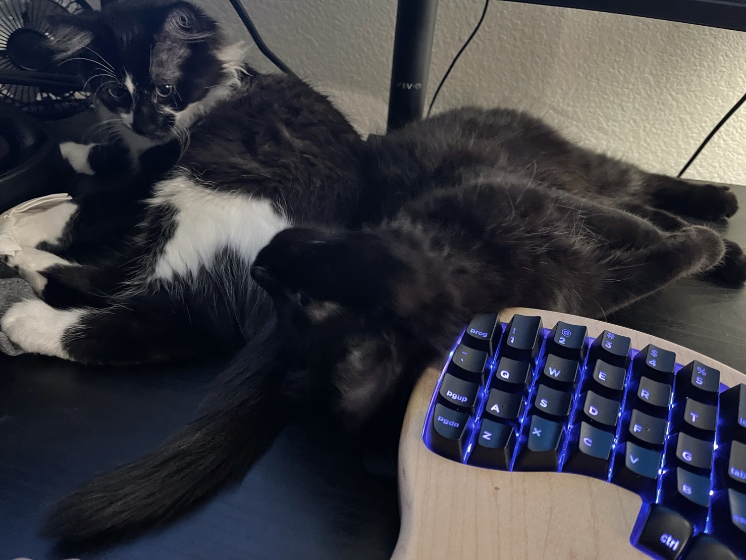 Kittens being cute next to a fancy ergonomic keyboard