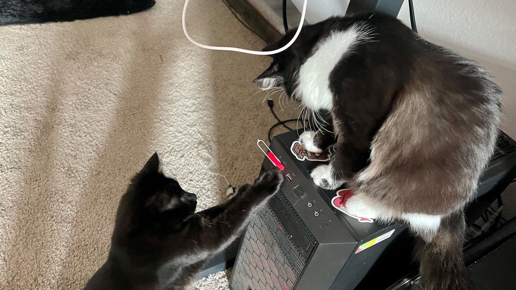 Cats attacking a plugged-in USB stick