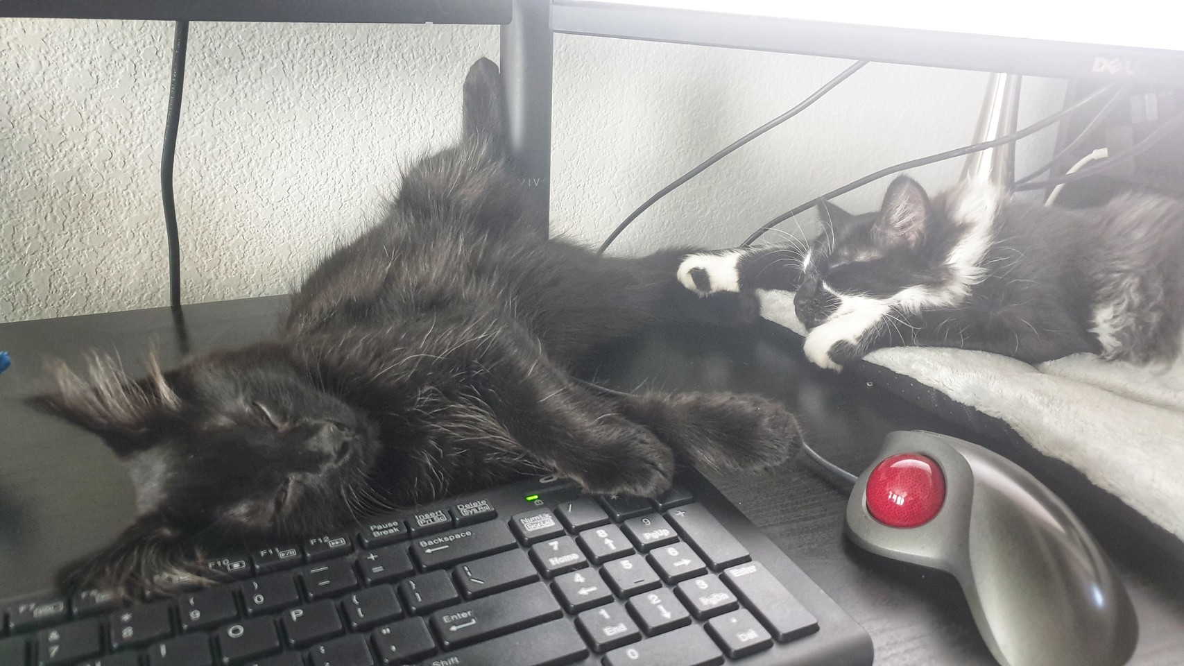 Two kittens napping on desk, with one sprawled every which way